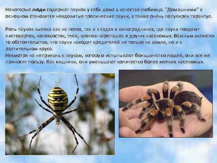 Некоторые люди содержат пауков у себя дома в качестве любимца. "Домашними" в основном становятся