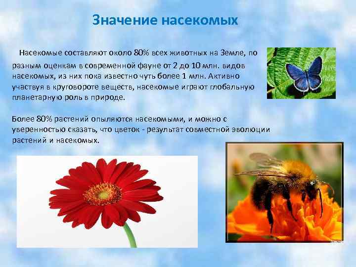 Значение насекомых Насекомые составляют около 80% всех животных на Земле, по разным оценкам в