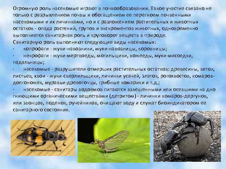 Огромную роль насекомые играют в почвообразовании. Такое участие связано не только с разрыхлением почвы