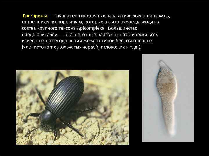  Грегарины — группа одноклеточных паразитических организмов, относящихся к споровикам, которые в свою очередь