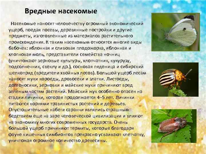 Вредные насекомые Насекомые наносят человечеству огромный экономический ущерб, поедая посевы, деревянные постройки и другие