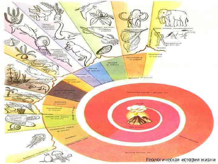  Геологическая история жизни 