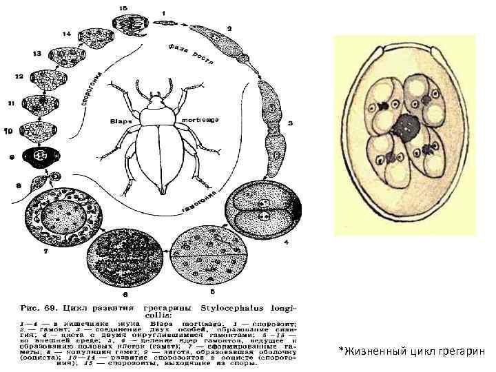  *Жизненный цикл грегарин 