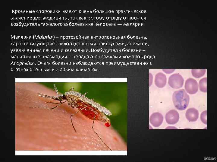  Кровяные споровики имеют очень большое практическое значение для медицины, так к этому отряду