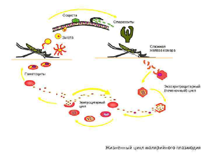  Жизненный цикл малярийного плазмодия 