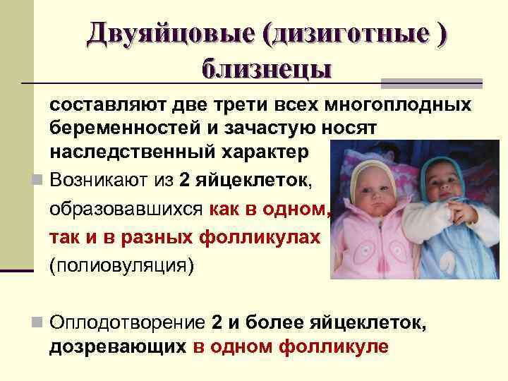 Двуяйцовые (дизиготные ) близнецы составляют две трети всех многоплодных беременностей и зачастую носят наследственный