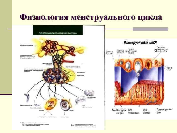 Физиология менструального цикла 