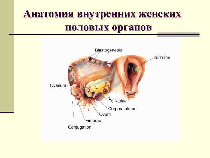 Анатомия внутренних женских половых органов 