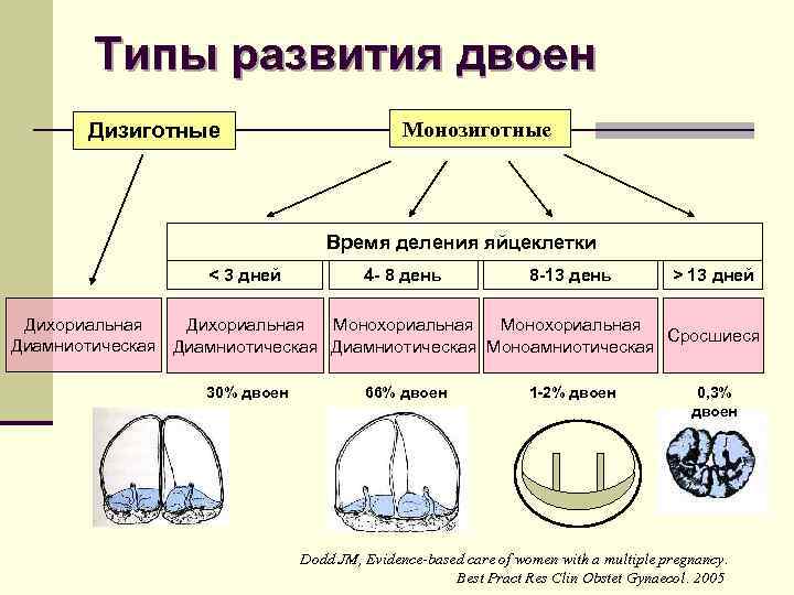 Типы развития двоен Дизиготные Монозиготные Время деления яйцеклетки < 3 дней 4 - 8