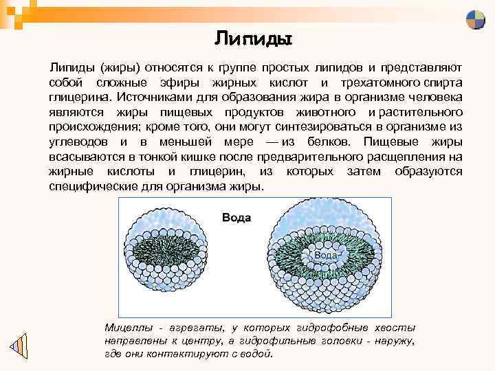 Липиды (жиры) относятся к группе простых липидов и представляют собой сложные эфиры жирных кислот