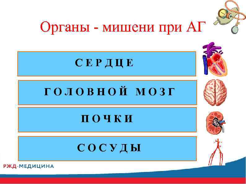 Органы - мишени при АГ С Е Р Д Ц Е Г О Л