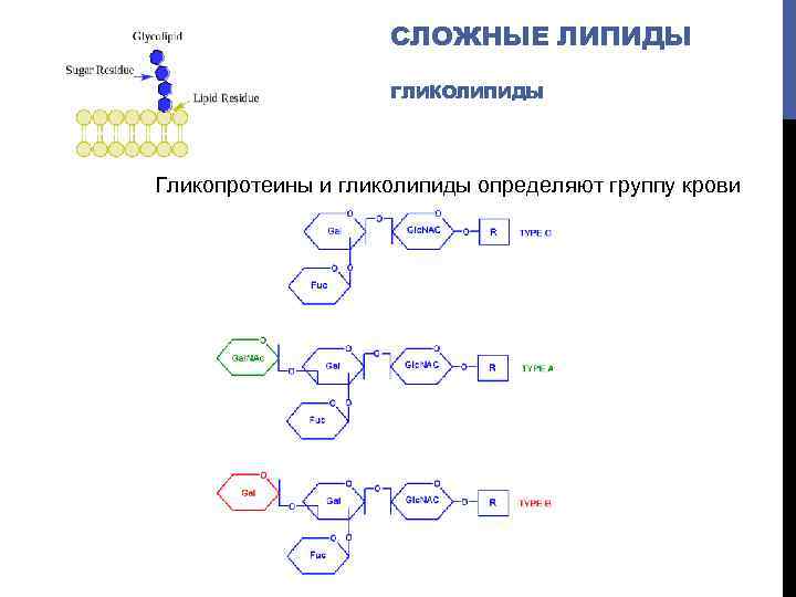 СЛОЖНЫЕ ЛИПИДЫ ГЛИКОЛИПИДЫ Гликопротеины и гликолипиды определяют группу крови 