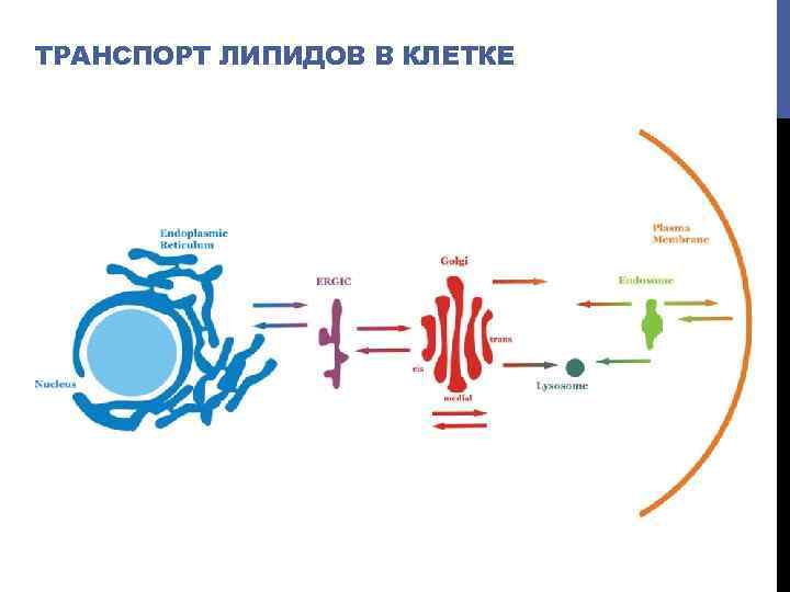 ТРАНСПОРТ ЛИПИДОВ В КЛЕТКЕ 