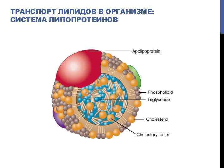 ТРАНСПОРТ ЛИПИДОВ В ОРГАНИЗМЕ: СИСТЕМА ЛИПОПРОТЕИНОВ 