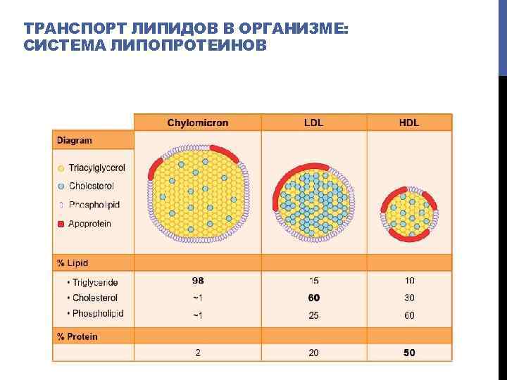 ТРАНСПОРТ ЛИПИДОВ В ОРГАНИЗМЕ: СИСТЕМА ЛИПОПРОТЕИНОВ 