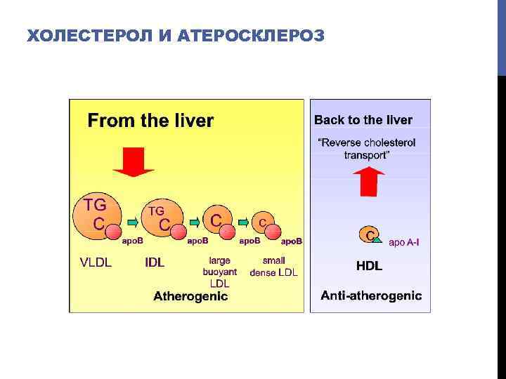 ХОЛЕСТЕРОЛ И АТЕРОСКЛЕРОЗ 
