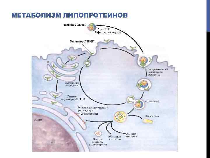 МЕТАБОЛИЗМ ЛИПОПРОТЕИНОВ 