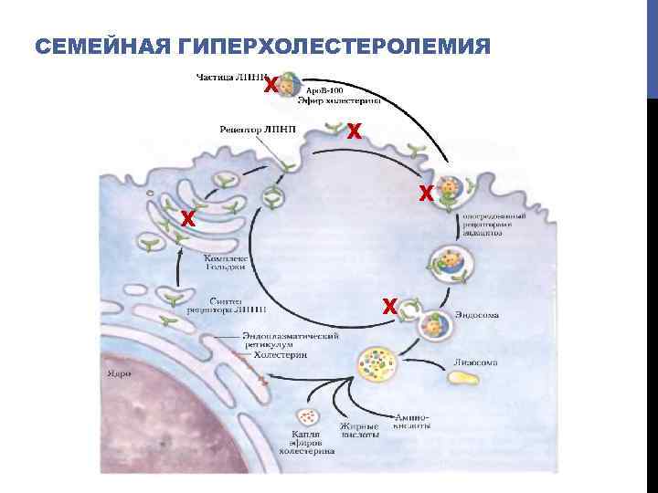 СЕМЕЙНАЯ ГИПЕРХОЛЕСТЕРОЛЕМИЯ х х х 