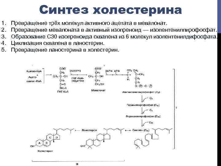 Синтез холестерина 1. 2. 3. 4. 5. Превращение трёх молекул активного ацетата в мевалонат.