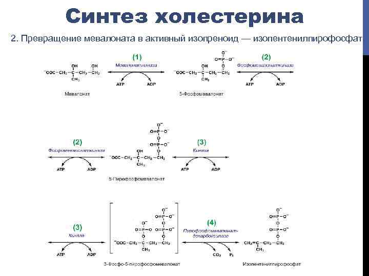 Синтез холестерина. Синтез холестерола до мевалоновой кислоты. Синтез холестерина биохимия реакции. Превращение ГМГ КОА В мевалонат. Биосинтез холестерина, его этапы. Синтез мевалоната. Синтез сквалена..