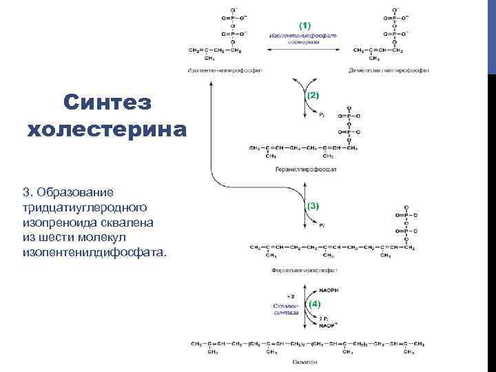 Схема синтеза холестерола биохимия