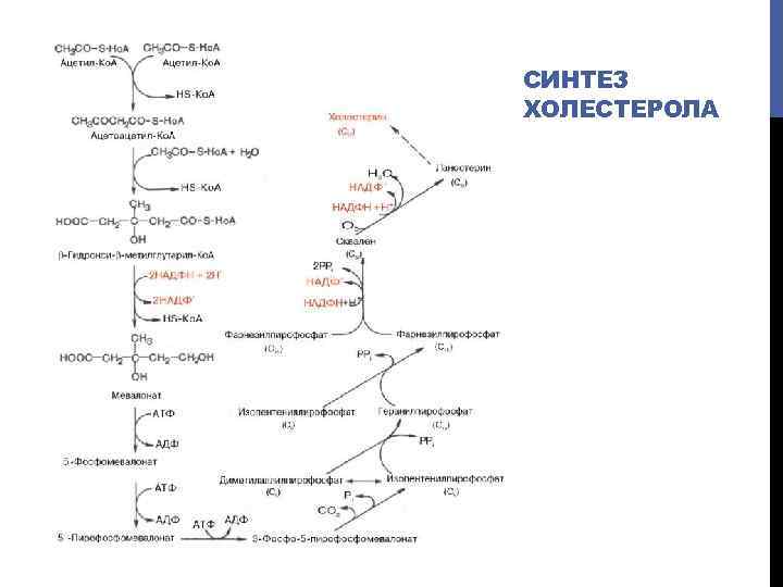 СИНТЕЗ ХОЛЕСТЕРОЛА 