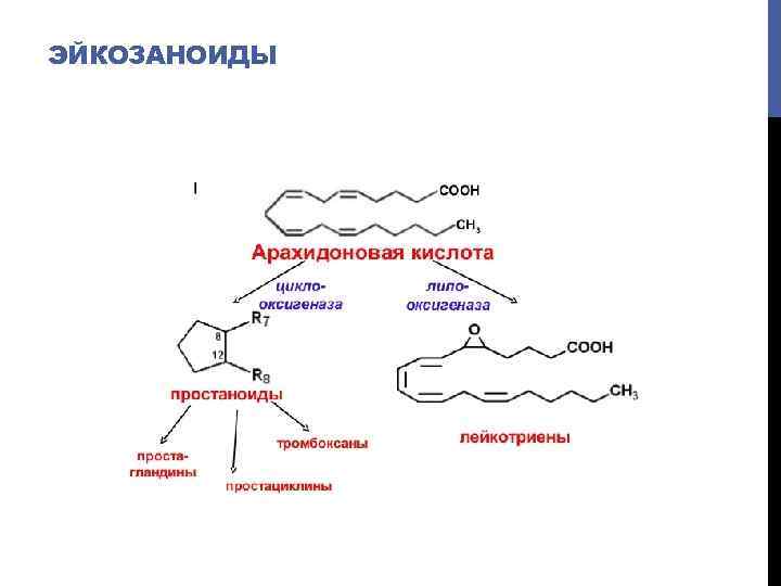 ЭЙКОЗАНОИДЫ 