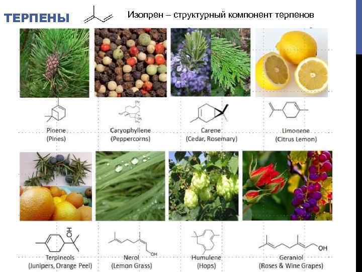 ТЕРПЕНЫ Изопрен – структурный компонент терпенов 