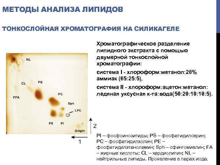 МЕТОДЫ АНАЛИЗА ЛИПИДОВ ТОНКОСЛОЙНАЯ ХРОМАТОГРАФИЯ НА СИЛИКАГЕЛЕ Хроматографическое разделение липидного экстракта с помощью двумерной