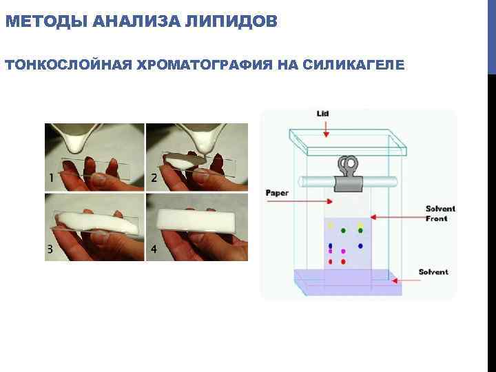 МЕТОДЫ АНАЛИЗА ЛИПИДОВ ТОНКОСЛОЙНАЯ ХРОМАТОГРАФИЯ НА СИЛИКАГЕЛЕ 