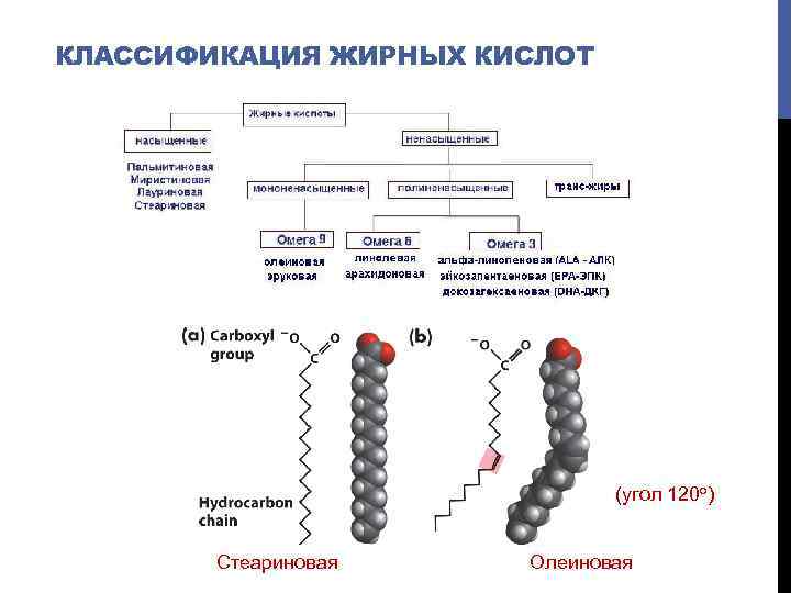 КЛАССИФИКАЦИЯ ЖИРНЫХ КИСЛОТ (угол 120 о) Стеариновая Олеиновая 