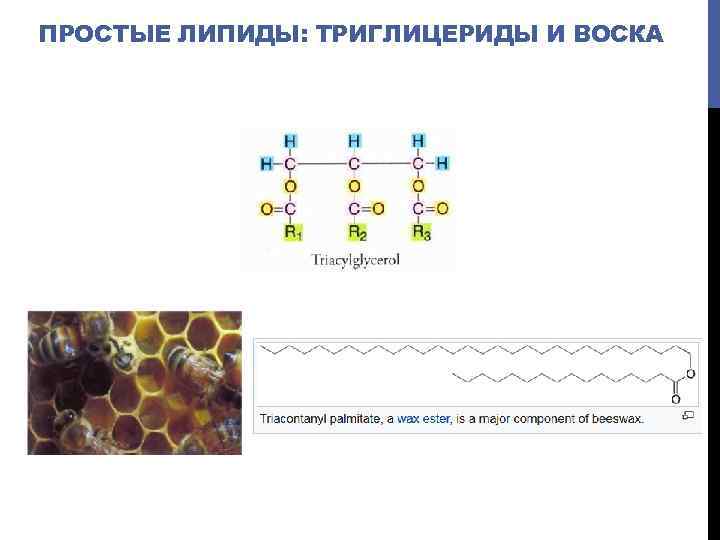 ПРОСТЫЕ ЛИПИДЫ: ТРИГЛИЦЕРИДЫ И ВОСКА 