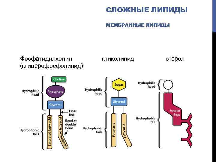 СЛОЖНЫЕ ЛИПИДЫ МЕМБРАННЫЕ ЛИПИДЫ Фосфатидилхолин гликолипид стерол (глицерофосфолипид) 