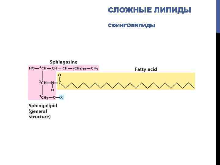 СЛОЖНЫЕ ЛИПИДЫ СФИНГОЛИПИДЫ 