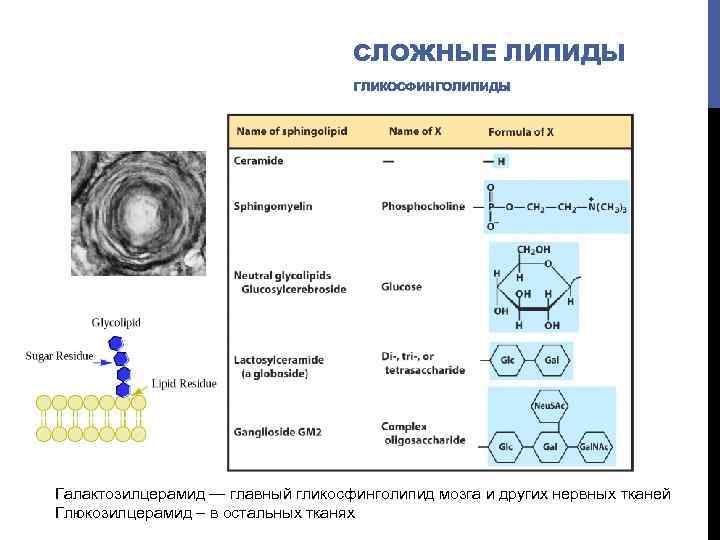 СЛОЖНЫЕ ЛИПИДЫ ГЛИКОСФИНГОЛИПИДЫ Галактозилцерамид — главный гликосфинголипид мозга и других нервных тканей Глюкозилцерамид –