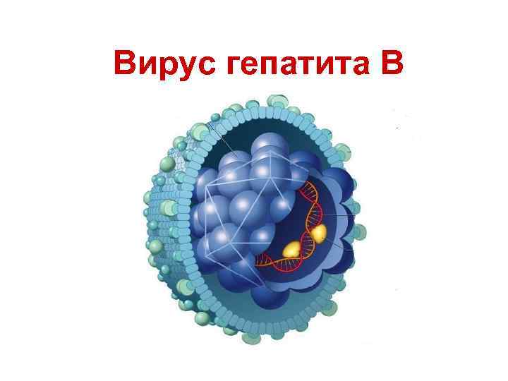 Вирус гепатита B 