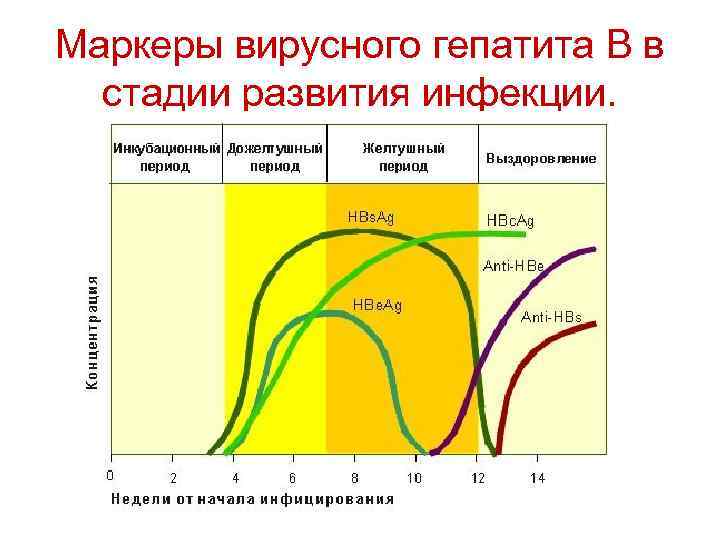 Маркеры вирусного гепатита В в стадии развития инфекции. 