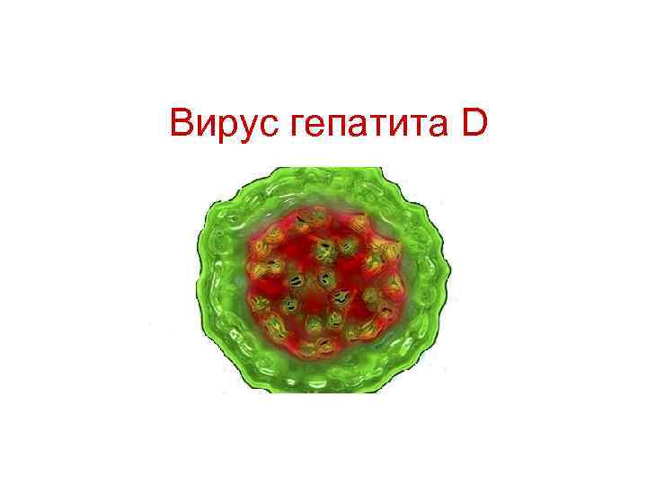 Вирус гепатита D 