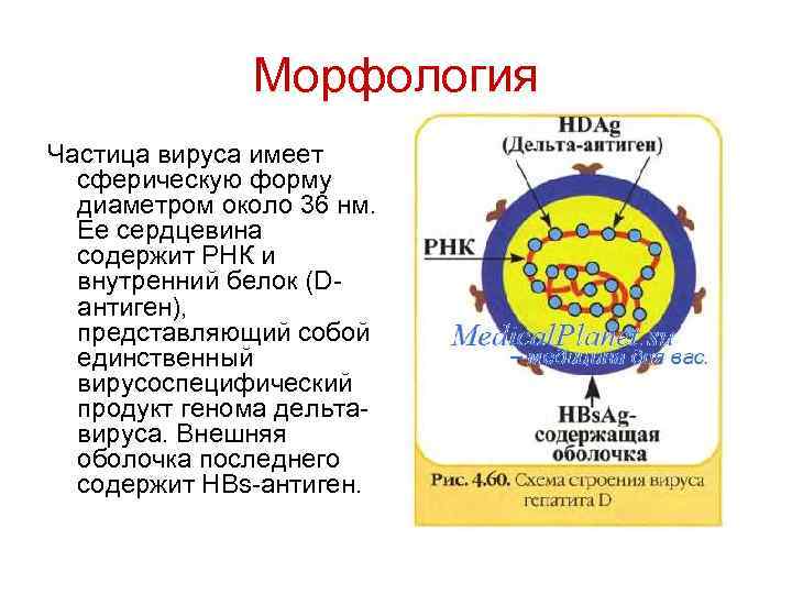 Морфология Частица вируса имеет сферическую форму диаметром около 36 нм. Ее сердцевина содержит РНК