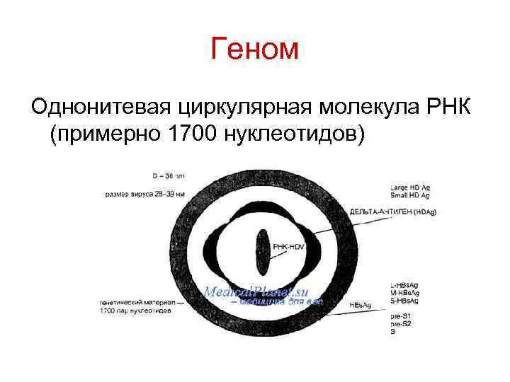 Геном Однонитевая циркулярная молекула РНК (примерно 1700 нуклеотидов) 