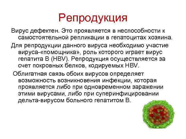 Репродукция Вирус дефектен. Это проявляется в неспособности к самостоятельной репликации в гепатоцитах хозяина. Для