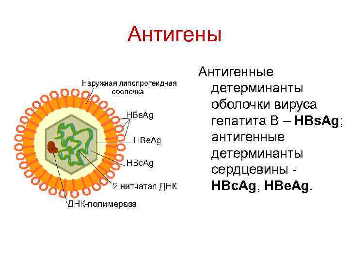Антигены Антигенные детерминанты оболочки вируса гепатита В – НВs. Ag; антигенные детерминанты сердцевины НВc.