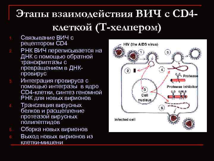 Этапы взаимодействия ВИЧ с CD 4 клеткой (Т-хелпером) 1. 2. 3. 4. 5. 6.