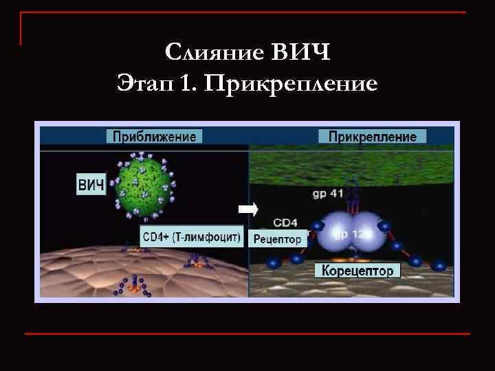 Слияние ВИЧ Этап 1. Прикрепление 