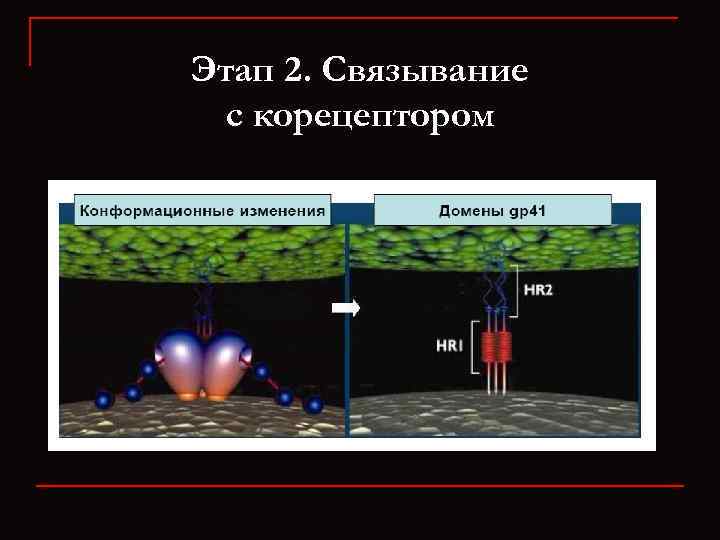 Этап 2. Связывание с корецептором 