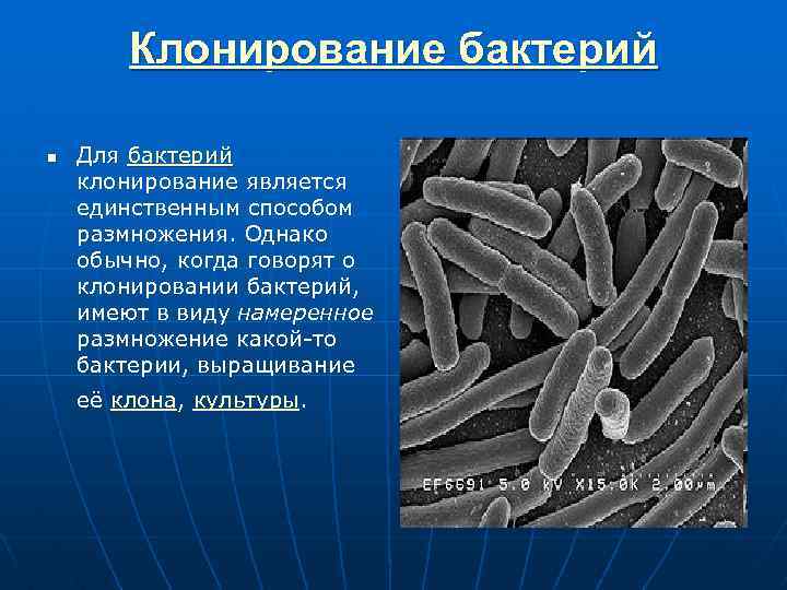 Клонирование бактерий n Для бактерий клонирование является единственным способом размножения. Однако обычно, когда говорят