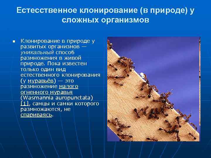 Естесственное клонирование (в природе) у сложных организмов n Клонирование в природе у развитых организмов