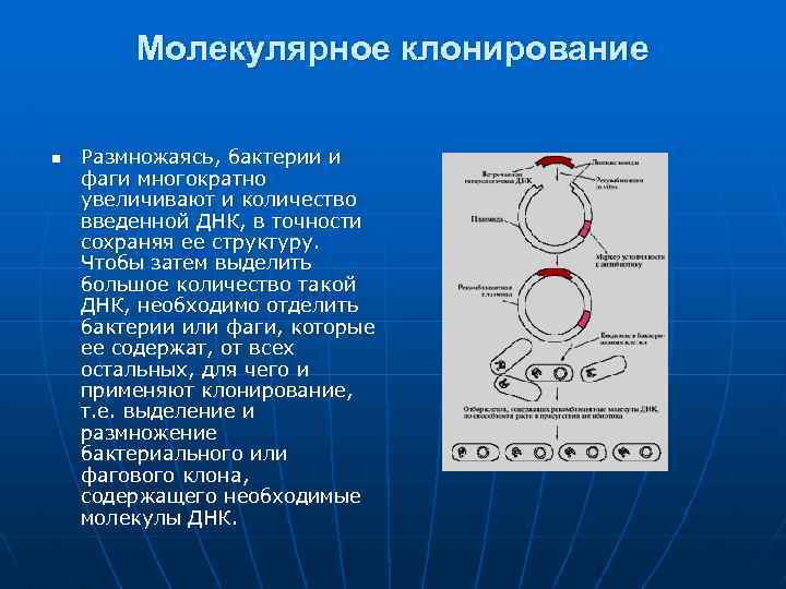 Молекулярное клонирование n Размножаясь, бактерии и фаги многократно увеличивают и количество введенной ДНК, в