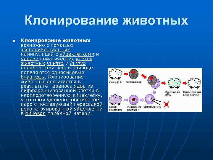 Клонирование животных n Клонирование животных возможно с помощью экспериментальных манипуляций с яйцеклетками и ядрами