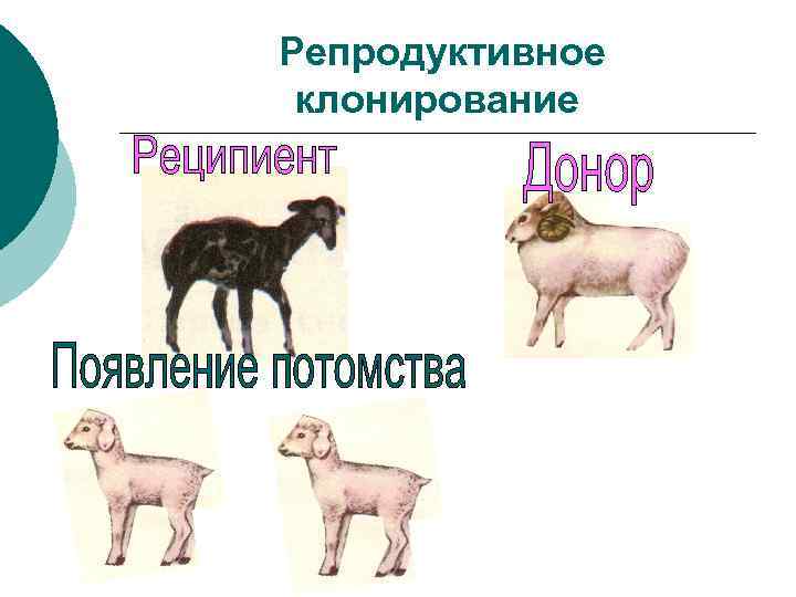 Репродуктивное клонирование 